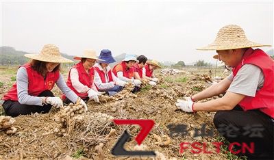合水生姜滞销 高明税务助力销售3200余斤生姜