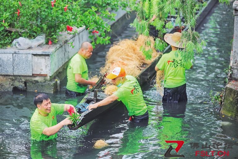 590岁盐步老龙重出江湖