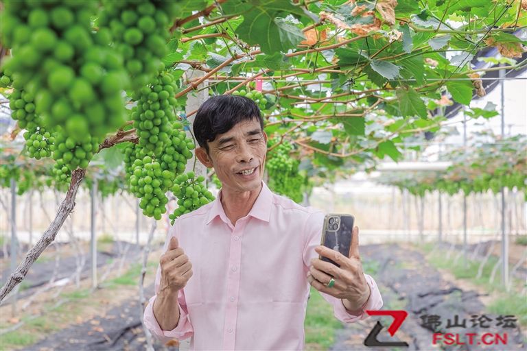 这条网红葡萄村是怎么炼成的？