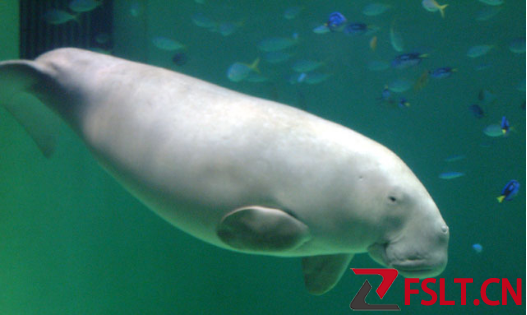 美人鱼原型“儒艮”经确认已在中国灭绝，维护生物多样性任务艰巨