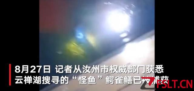 河南汝州湖中2条鳄雀鳝已被捕获：一雌一雄共两条 已无害化处理