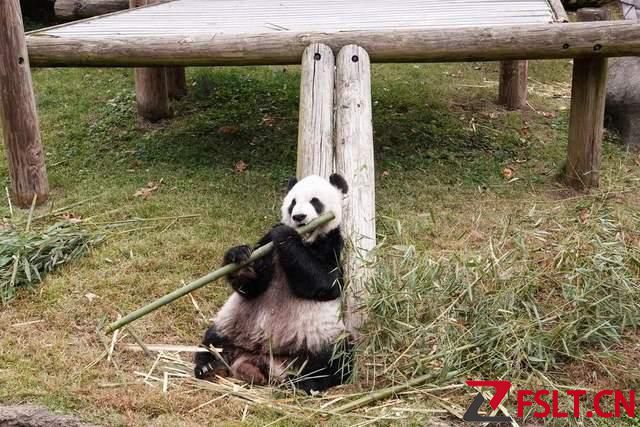 突发！“旅美大熊猫乐乐离世”