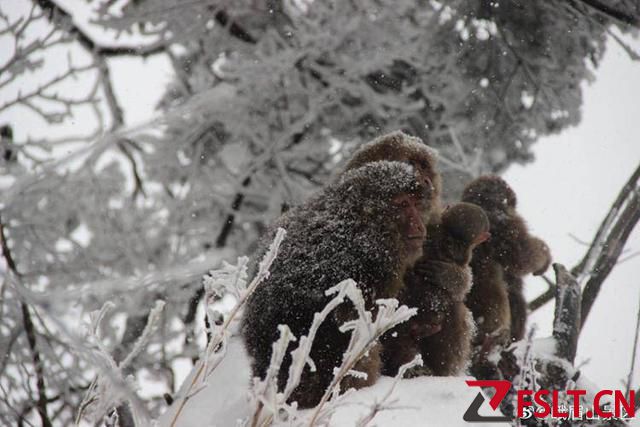 峨眉山将推行“人猴分离”，景区：清音阁已实行