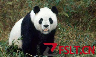 大熊猫的运动方式是什么 大熊猫的运动方式介绍