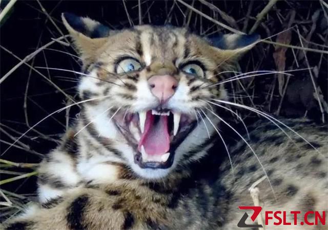 2020年广东老太养了一只猫，越养越不对劲，生物老师看后激动不已