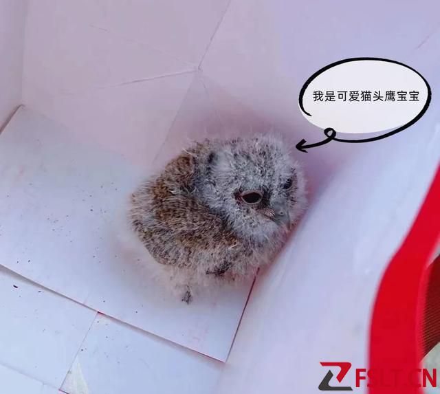 广东佛山一市民在公园散步时，居然“捡”到呆萌猛禽？