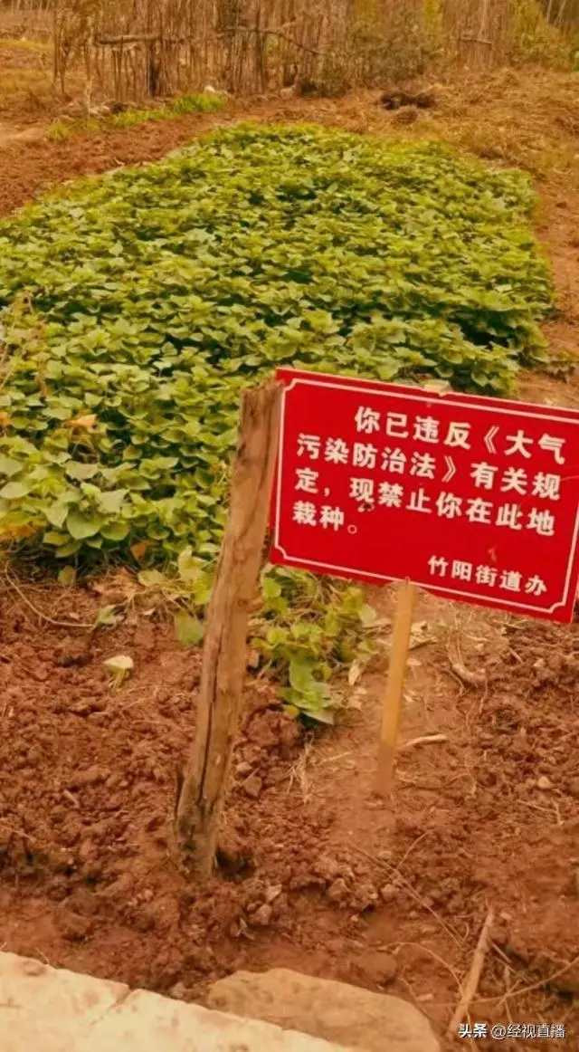 四川回应菜地被插违反大气法：有人在此焚烧秸秆和杂草